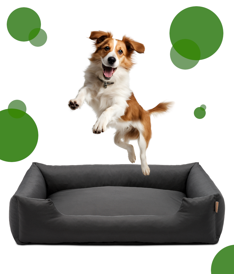 Website_Banner_Flying_Dog_With_Circles
