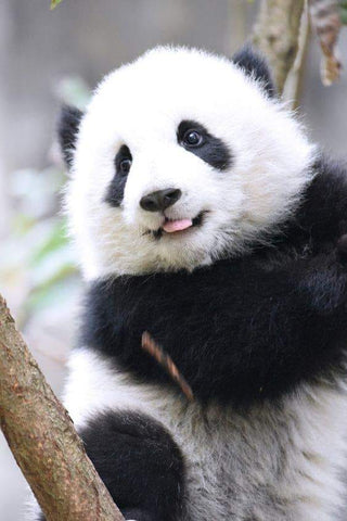 smile panda