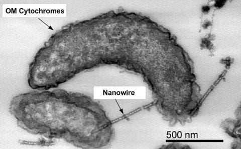 Iron-Corroding Bacteria Shown To Possess Enzymes Enabling Them To Extract Electrons From Extracellular Solids