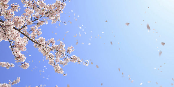 空を舞う桜の花びらの画像