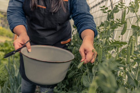 A person holding a mixing bowl white picking a plant