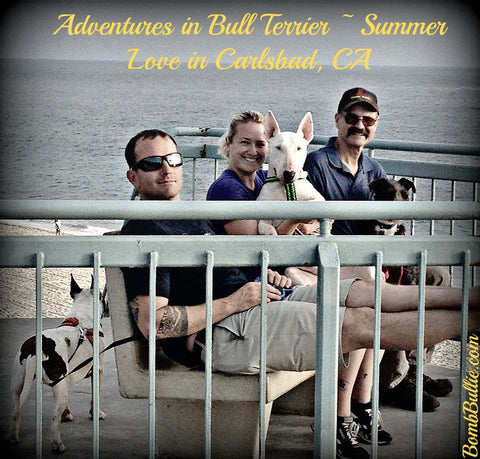 Adventures in Bull Terrier - Carlsbad Love