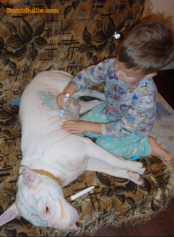 Bull Terrier and Child