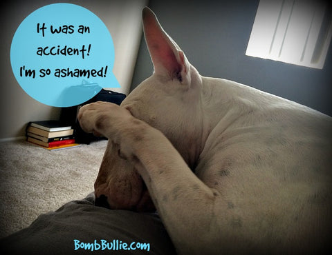 BombBullie Bullie Tip #3 Blog Post - Cleaning Up Dog Pee