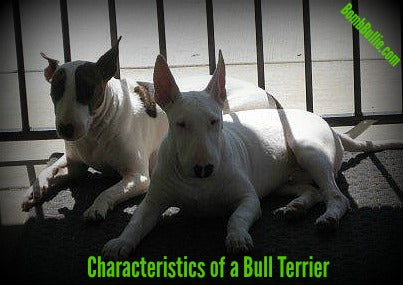 Characteristics of a Bull Terrier - BombBullie.com