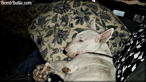 Bull Terrier Reiki - Energy Healing for Dogs