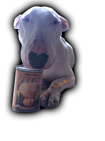 Pumpkin is Good for Dogs Bull Terriers