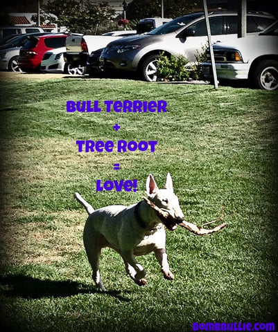 Adventures in Bull Terrier - Carlsbad Love