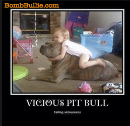 Pit Bull and Child