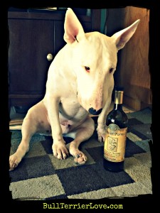 Benefits-of-Olive-Oil-on-English-Bull-Terriers