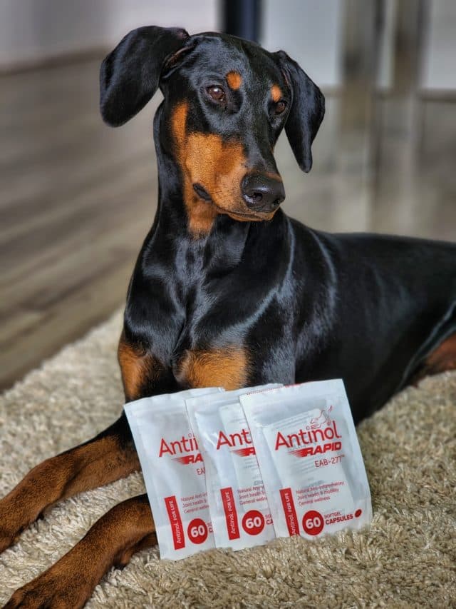 Doberman healthy, happy and shiny laying down inside with Antinol Rapid