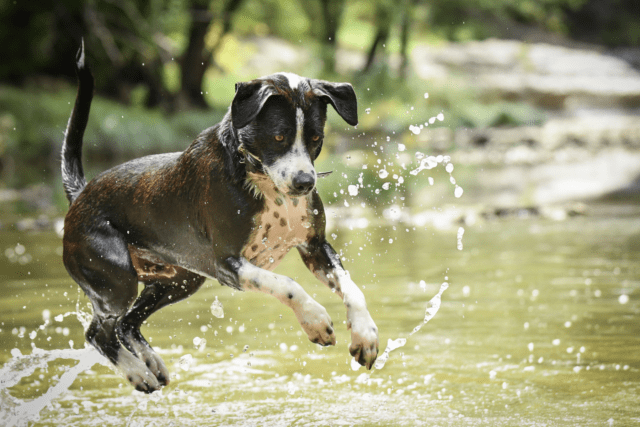 dog jumping in the water