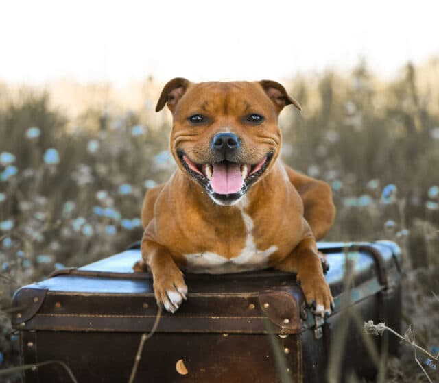 Happy stafford shire bull terrier on a suitcase smiling at camera