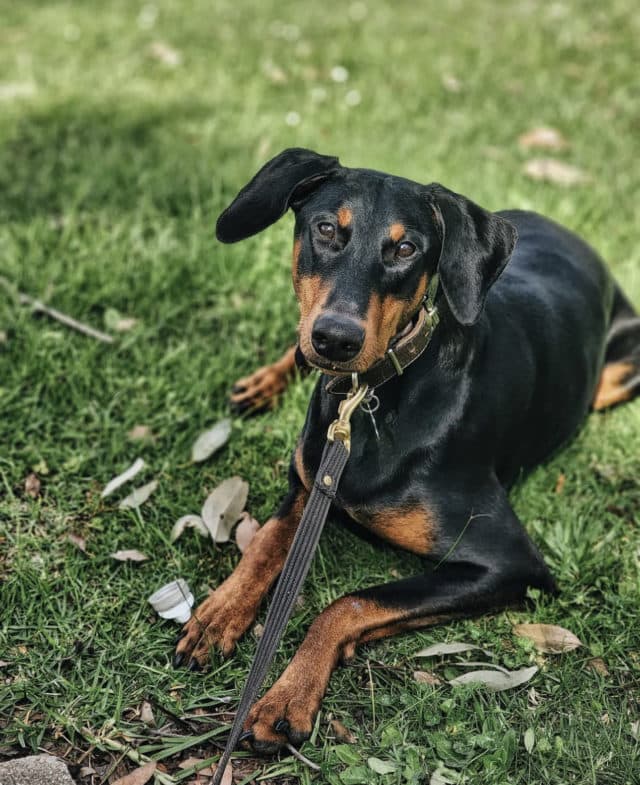 Zulu the Doberman laying down on grass looking relaxed with a shiny black coat