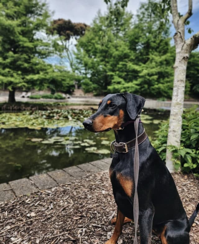 Zulu the Doberman sitting by a lake looking healthy and shiny
