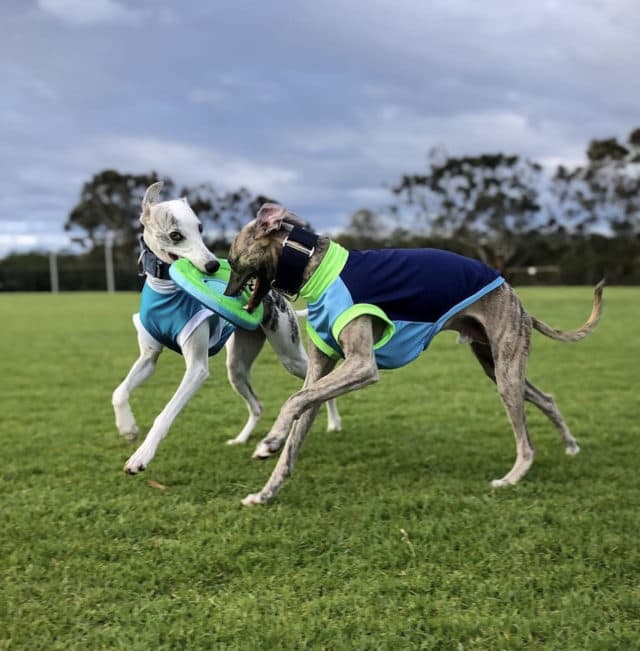 two whippets playing outside pain free with a frisbee
