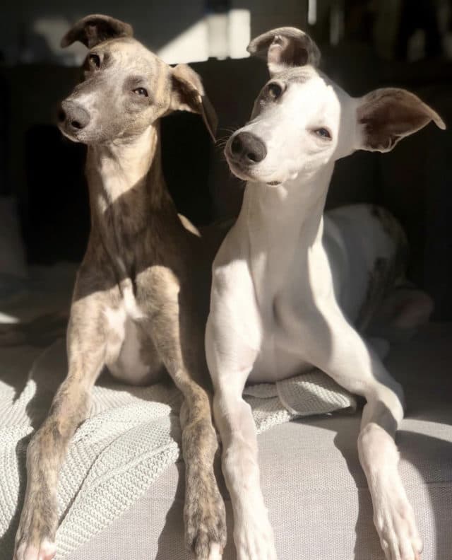 Two Whippets barry and bria that use Antinol basking in the sun with a head tilt