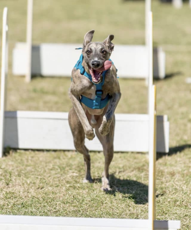 antinol whippet jumping over flyball jump with tongue out