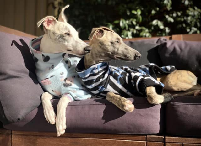 two whippets in jackets laying together in the sun with healthy skin