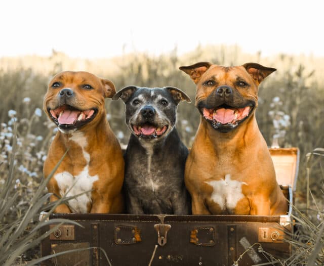 Three Staffies in a suitcase smiling and posing for a photo