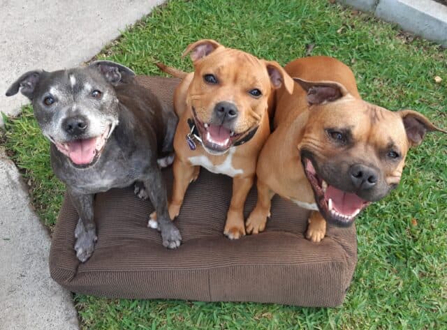 Three staffies that take Antinol on the grass smiling and looking happy