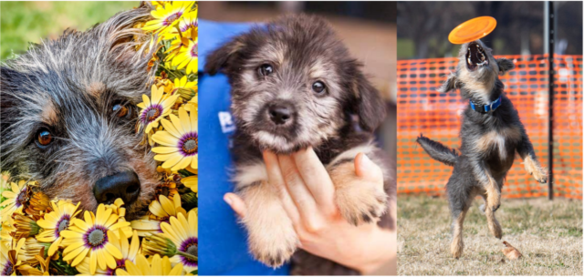 Healthy and happy terrier dog as a puppy, in flowers and chasing a frisbee