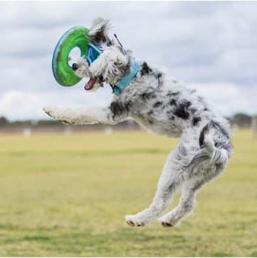 White fluffy healthy dog jumping in the air to catch a frisbee who is an antinol rapid athlete