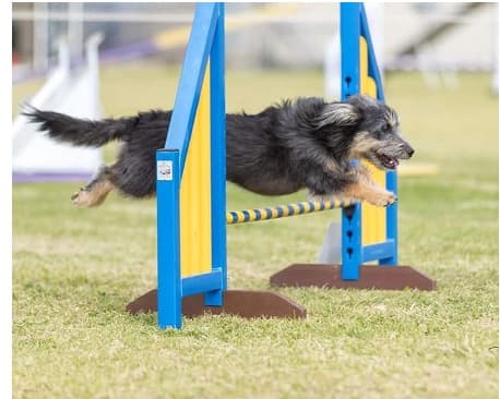 Healthy black fluffy dog jumping over agility jump who is an antinol rapid athlete