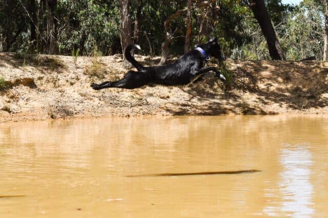 K9 Nash a Koolie jumping into a lake complete outstretched