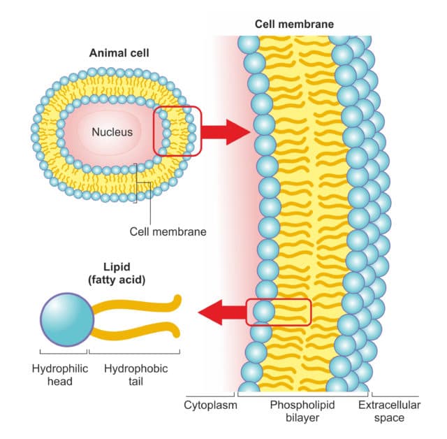 graph explaining how fish oil enters a dogs cell membrane 