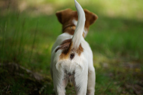 dog tail Image by Bert De Schepper from Pixabay