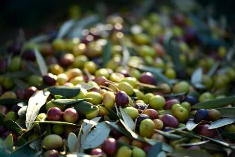 Koroneiki Oliven Ernte