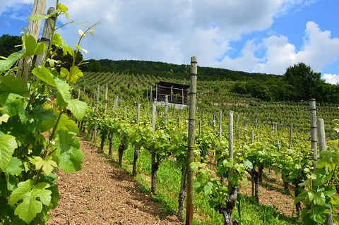 Weinberg auf Zypern