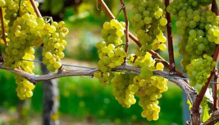 organische Weintrauben auf Zypern