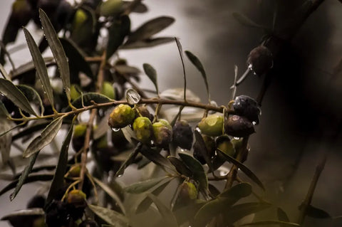 Sind grüne Oliven gesund - grüne Oliven am Olivenbaum