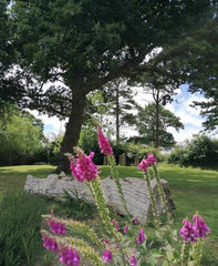 Lovaton Farm Souther Tawton