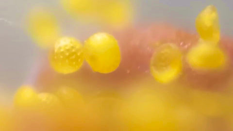 オシロイバナの花粉