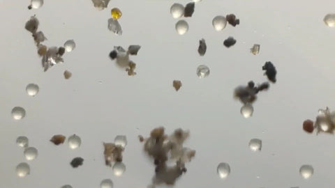 スギ花粉顕微鏡写真
