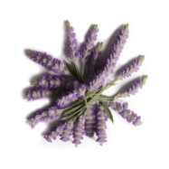 Pflabio: Lavendel