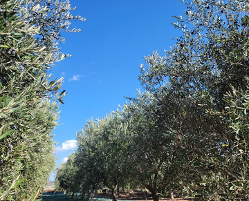 Ramona Valley Olive Oil Organic Serrano Pepper Olive Oil - Single Bottle 250ml - 2025 Harvest