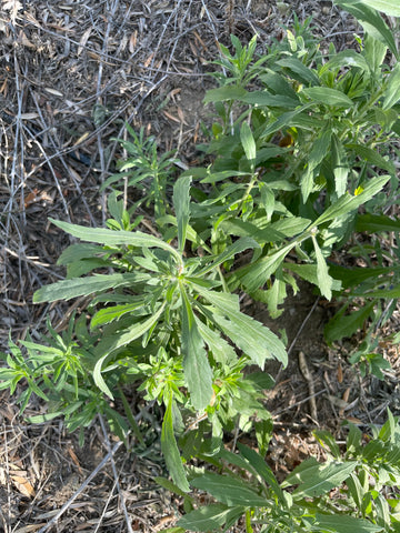 Conyza canadensis