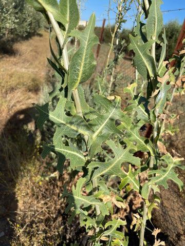 Lechuga silvestre. Lactuca serriola.