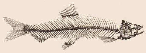 Herring Fish showing skeleton - reference herringbone fabric