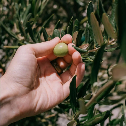 Olives are naturally high in polyphenols