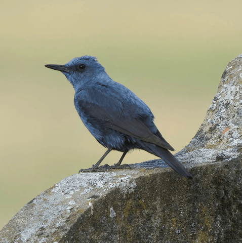 bird of the Frioul islands