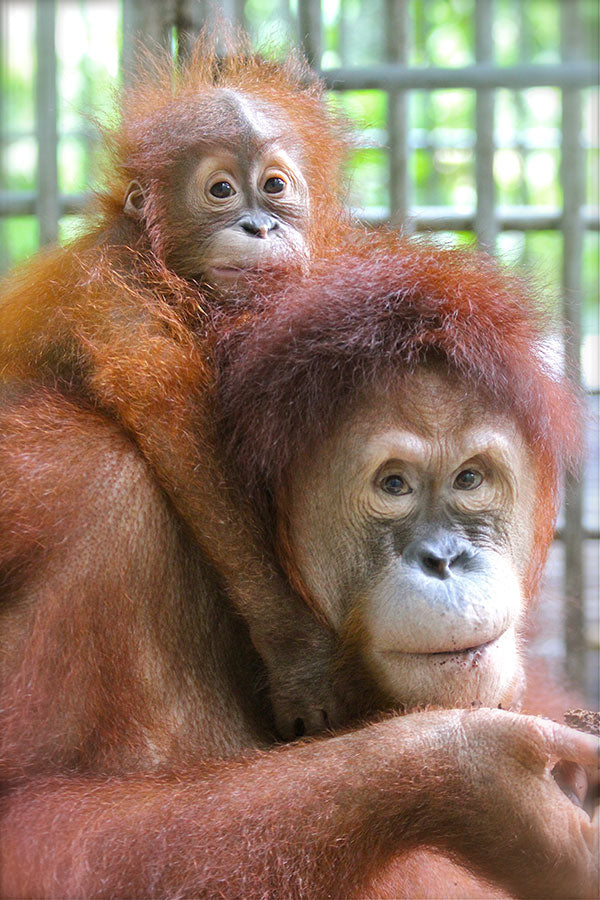 Orangutan Sam with her baby, Cupcake, on her back 
