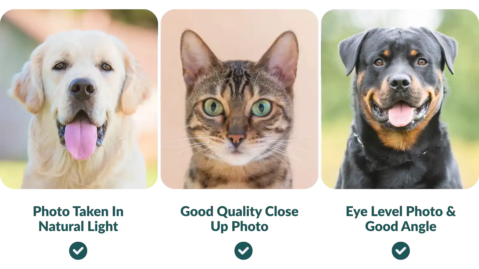 Good examples of pet photos taken.