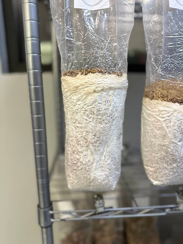 Mycelium growing in a grain bag