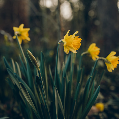 daffodils in flower