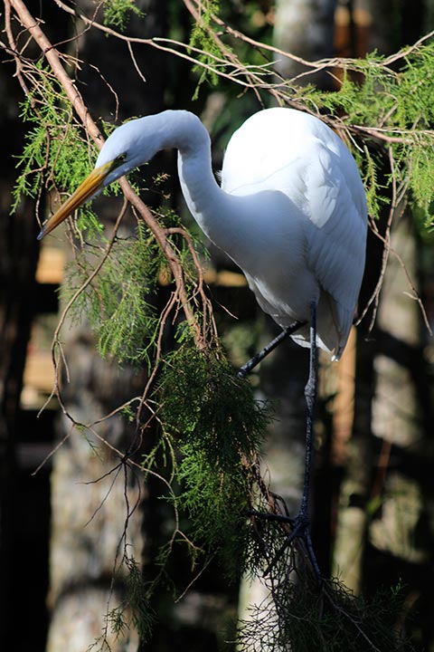 Wht-Egret-III